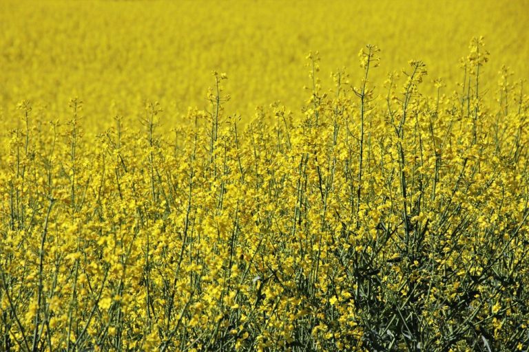 Często zatrudnienie pracowników jest niezbędne