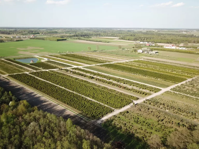 Rośliny ozdobne mazowieckie – co warto zasadzić w tym sezonie?