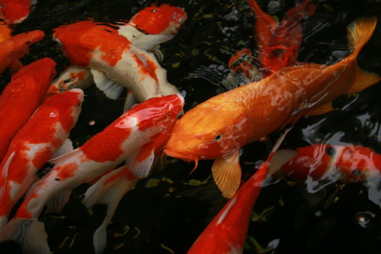 Karpie koi w akwarium – czy to w ogóle możliwe i bezpieczne dla ryb?